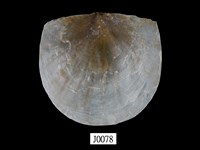 藏品(雲母蛤)的圖片